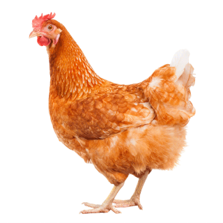 什么叫三黄鸡和土鸡 663d680241ffd9592.png_d320.jpg