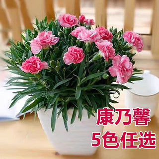 爱你一万年康乃馨鲜花盆栽带花苞母亲节花束花卉室内绿植四季植物 【带花苞】康乃馨粉色（礼盒）