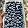 橙央新鲜蓝莓 酸甜 现摘现发蓝莓鲜果新鲜水果宝宝护眼鲜果 甄选蓝莓 125g*6 盒  单 果15-18mm 125 g*2盒 单果12-14mm
