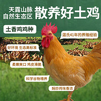 WENS 温氏 黄焖土鸡580g 地道土菜系列 110天龄散养 冷冻生鲜 土鸡走地鸡