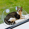 多可特（D-cat）猫吊床窗户猫咪窗户吊床猫爬架吸玻璃窗边悬挂窝吸盘式晒太阳猫窝
