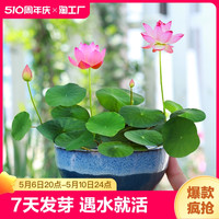 庞贸 四季开花荷花种子水培植物花卉室内客厅水养莲花好养碗莲睡莲盆栽