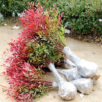 南天竹火焰盆栽客厅绿植室外庭院植物观叶花卉南天竺阳台丛生