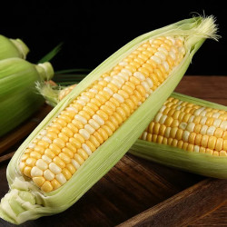 鲜福林新鲜玉米新鲜云南水果玉米应当季脆甜玉米生鲜蔬菜精选9斤活动