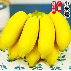 文枝 正宗广西小米蕉新鲜水果当季自然熟现摘生鲜小香蕉 带箱5斤 4.5斤