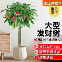 植季 发财树客厅绿植室内外植物办公室落地大型盆栽吸甲醛乔迁开业送礼 0.95-1.05米独杆款-米白聚宝盆