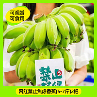 爱你一万年 禁止蕉绿香蕉水培小米蕉办公室水培植物绿植可观赏可食用植物 禁止焦绿（5-7斤）双层+卡