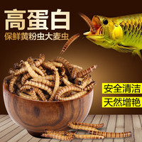 森森(SUNSUN)龙鱼银龙鱼饲料血鹦鹉鱼食大麦虫热带鱼发财鱼鱼粮罗汉鱼饲料 锁住鲜 大麦虫420g 适合各种中大型鱼