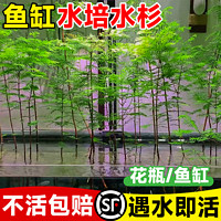 临雅 水杉水培鱼缸造景溪流缸水杉盆栽盆景鱼池水生植物绿植水草室内外