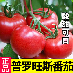 种菜记 普罗旺斯大粉蕃茄种子毛粉果西红柿种子春季露天沙瓤口感蔬菜种孑 普罗旺斯粉果番茄10粒