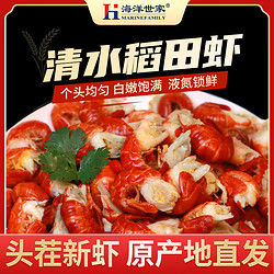MARINEFAMILY 海洋世家 新鮮冷凍小龍蝦尾蝦球 夜宵生鮮蝦類 一級龍蝦尾（每斤約120-130粒）