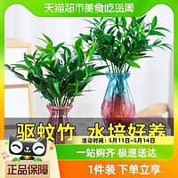 88VIP：DWD 德沃多肥料 水培竹柏盆栽驱蚊水养植物绿植室内花卉客厅办公桌