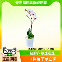 88VIP：朵屿花间 蝴蝶兰盆栽带花苞客厅年销花卉节日送礼