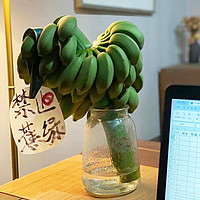 果仙享 禁止蕉绿快乐水培香蕉 新鲜水果 7- 8.5斤