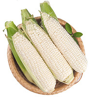 新鮮現摘白糯玉米 （約8-10根）5斤