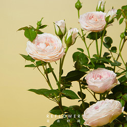 REFLOWER 花點時間 玫瑰花盆栽1盆花卉室內花帶花苞盆栽月季陽臺好養開花