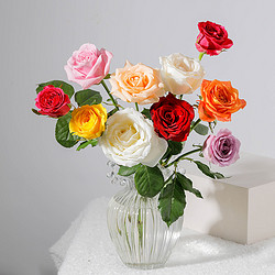 REFLOWER 花点时间 5枝玫瑰花瓶插鲜切花家用送礼基地现采现发