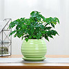 88VIP：爱优尚 小幸福树盆栽办公桌绿植花卉室内卧室客厅吸甲醛盆栽