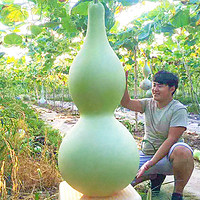 種菜記 巨型大葫蘆10粒+豆粕肥1斤