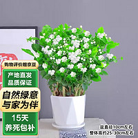 泰西丝 茉莉花苗盆栽花卉植物室内绿植浓香花卉 茉莉花6株+菱形陶瓷盆