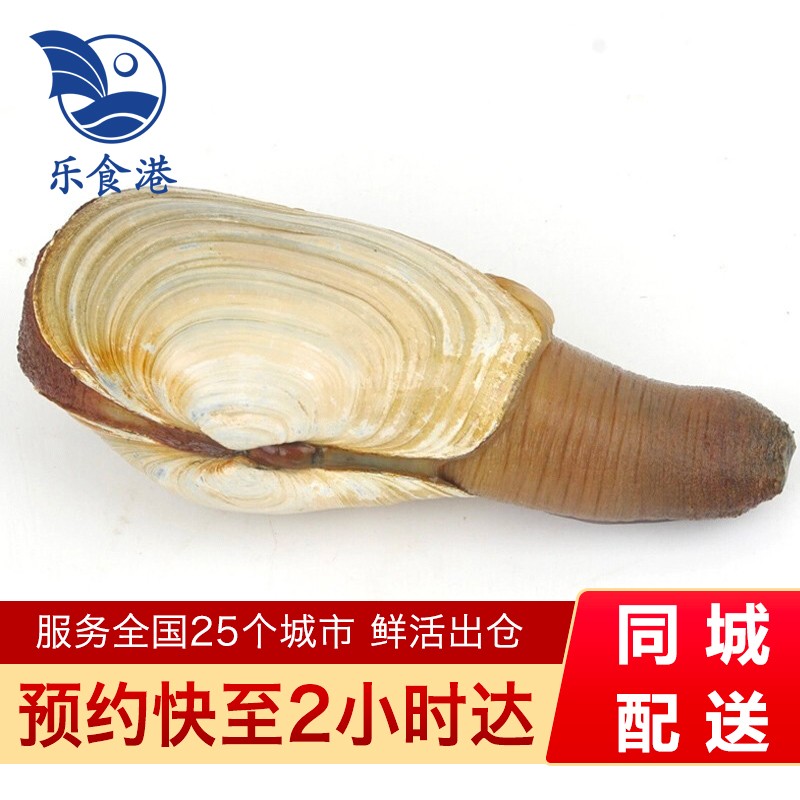 乐食港【活鲜】 加拿大鲜活象拔蚌 象鼻蚌加蚌1200-1400g1只刺身