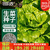 花沃里 耐抽苔生菜种子约600粒 蔬菜种子意大利生菜叶菜家庭阳台盆栽
