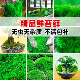 临雅青苔藓鲜活微景观绿植盆景桌面假山造景材料永生白发短绒植物盆栽