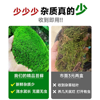 临雅青苔藓鲜活微景观绿植盆景桌面假山造景材料永生白发短绒植物盆栽