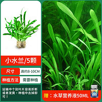 crazy aquatic plants/疯狂水草 疯狂水草（FKSC）鱼缸水草植物活体阴性生态水培绿植懒人造景坨草套餐水榕真鱼草 小水兰买一配五