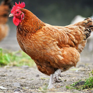 温润食品原切土鸡块1000g 农家散养土鸡块半只免切走地鸡生鲜鸡肉