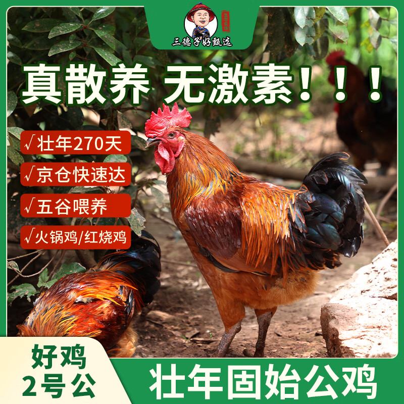 三德子好甄选壮年公鸡好鸡2号山地散养270天土鸡肉质鲜嫩 净重