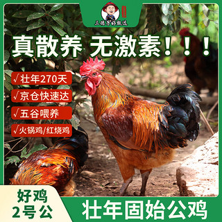 三德子好甄选壮年公鸡好鸡2号山地散养270天土鸡肉质鲜嫩 净重2-2.3kg