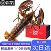半蓝岛【活鲜】波士顿大龙虾生鲜活虾类海鲜水产进口澳洲加拿大波龙虾 