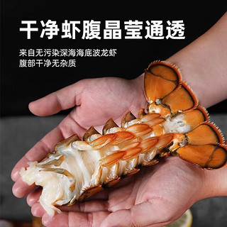 半蓝岛【活鲜】波士顿大龙虾生鲜活虾类海鲜水产进口澳洲加拿大波龙虾  1只