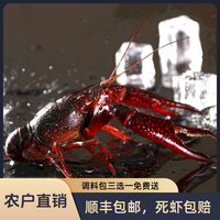 菱荷渔舟 鲜活 小龙虾