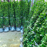 秋忆浓 北海道黄杨绿篱植物四季常青耐寒庭院绿化苗北海道2.2米高10颗