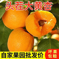 百亿补贴：新鲜大黄杏应季水果酸甜脆爽4.6斤金太阳孕妇包邮一整箱