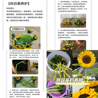 白玫瑰向日葵苹果叶混搭创意插花花束云南基地直发鲜花真花装饰