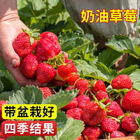 奶油草莓苗盆栽带花带果带土种籽子红颜四季结果阳台种植新苗苗秧