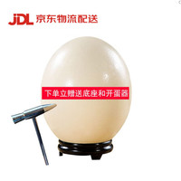 蔬香客鸵鸟蛋 2.8-3斤左右 普通装 新鲜特大禽蛋 送礼佳品