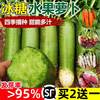 冰糖心水果萝卜种子生吃脆甜胡萝卜种籽绿红白萝卜种子蔬菜种四季