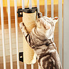 缇芙尼 猫抓柱 猫笼子专用剑麻猫爬架猫抓板猫咪磨爪玩具猫爬柱 猫抓柱7cm*40cm（全套）