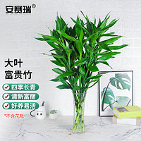 安赛瑞 大叶富贵竹 水培植物 5根装 高约70-80cm 不含瓶 5H00024