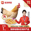 温润 食品封开杏花鸡1kg 广东三大名鸡 冷冻 散养148天以上 源头直发