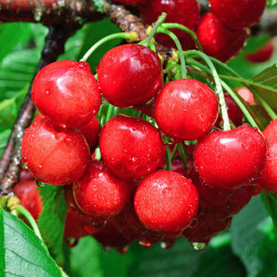 巧鲜惠现货顺丰直发25kg先锋大樱桃单果2630mm大果