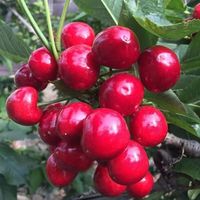 畅果汇 当季山西大樱桃 带箱5斤 24—26mm