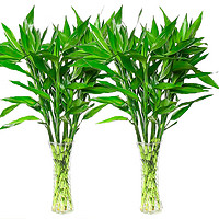 蕊鲜生 富贵竹10棵60-70cm