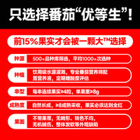 【香菇618】一颗大串番茄串收千禧小番茄西红柿新鲜自然熟车厘茄