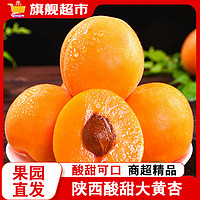 京世泽 陕西酸甜大黄杏 杏子水果 头茬现摘大黄杏 5斤 中果 急速发货