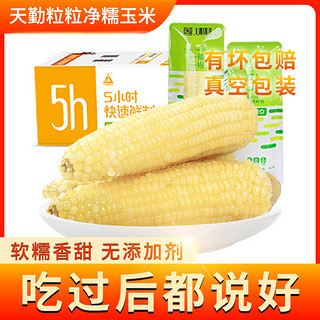 甜糯玉米新季头茬大白新鲜真空包装软粘无添加粘玉米